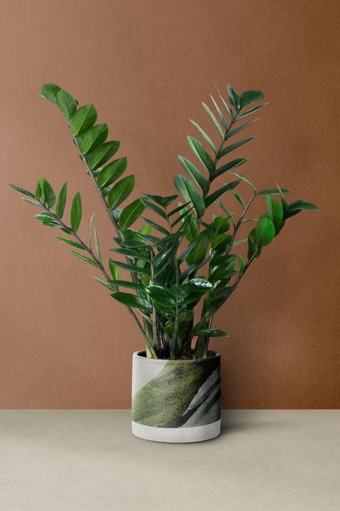 Pohon dolar atau ZZ plant populer sebagai tanaman hias indoor karena tahan banting, minim perawatan, dan memiliki daun hijau mengilap yang elegan. (dok. feey/Unsplash)