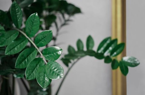 Pohon dolar atau ZZ plant populer sebagai tanaman hias indoor karena tahan banting, minim perawatan, dan memiliki daun hijau mengilap yang elegan. (dok. feey/Unsplash)