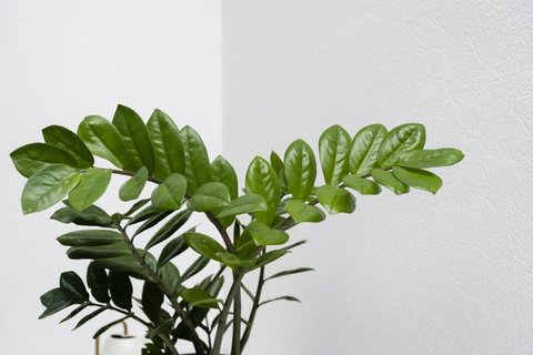 Pohon dolar atau ZZ plant populer sebagai tanaman hias indoor karena tahan banting, minim perawatan, dan memiliki daun hijau mengilap yang elegan. (dok. feey/Unsplash)