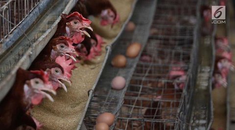Peternak menimbang telur ayam ras hasil panen di peternakannya di Kampung Kebon Kopi, Pengasinan, Bogor, Kamis  (15/12/2022). Menurut peternak setempat, sejak tiga pekan  terakhir harga telur