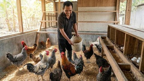 Peternak menimbang telur ayam ras hasil panen di peternakannya di Kampung Kebon Kopi, Pengasinan, Bogor, Kamis  (15/12/2022). Menurut peternak setempat, sejak tiga pekan  terakhir harga telur