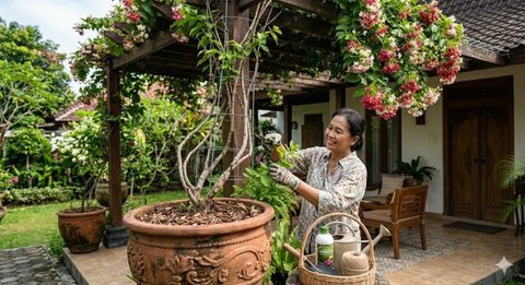 Cara Menanam Melati Belanda di Pot untuk Kanopi Rumah agar Subur. Gemini