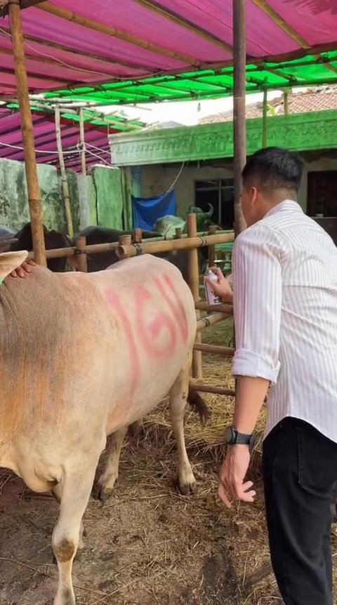 Potret Hewan Kurban. (Instagram - @irfanhakim75)