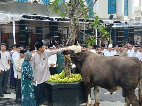 Panitia menimbang daging hewan kurban di Masjid Daarul Falah, Jakarta Selatan, Selasa (20/7/2021). Umat muslim seluruh dunia serempak merayakan Hari Raya Idul Adha yang ditandai dengan pemoto