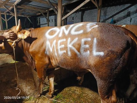 Once Mekel serahkan hewan korban. (ist)