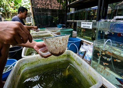 Kutu Air di Galon Bekas Gemini AI