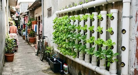 Inspirasi Kebun Mini Hidroponik untuk Rumah di Gang Sempit. (Foto: Gemini AI)
