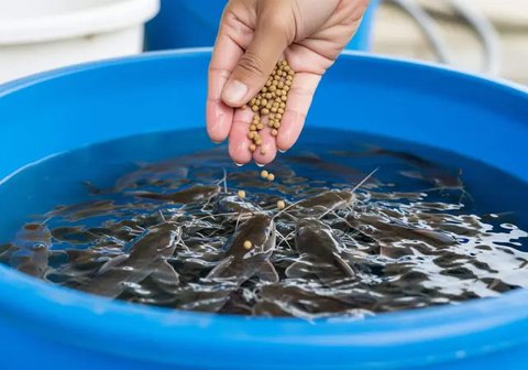 Kolam Ember/Bak Plastik (Budikdamber), Solusi Super Hemat Lahan. Foto: Gemini
