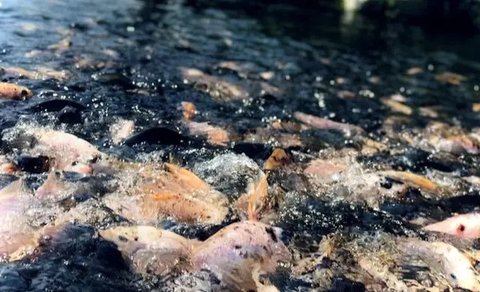 Usaha Ternak Ikan Air Tawar Panen 2 Bulan di Rumah Subsidi (Foto: AI)
