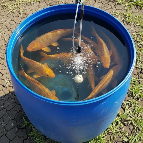 Usaha Ternak Ikan Air Tawar Panen 2 Bulan di Rumah Subsidi (Foto: AI)