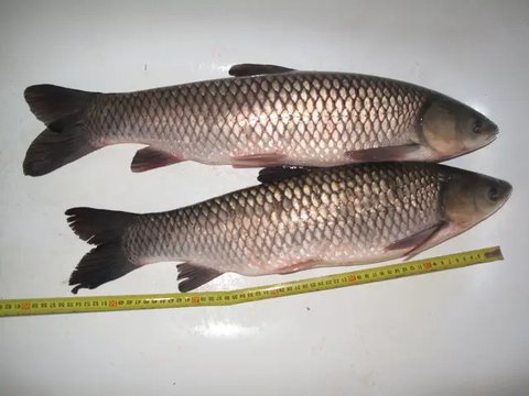 Usaha Ternak Ikan Air Tawar Panen 2 Bulan di Rumah Subsidi (Foto: AI)