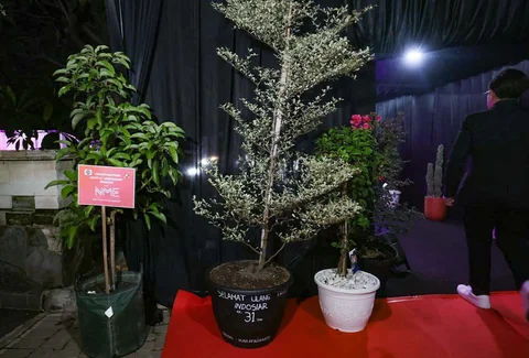 Deretan bibit pohon terlihat memenuhi area perayaan HUT ke-31 Indosiar di Studio 6 Emtek City, Daan Mogot, Jakarta Barat, Minggu (11/01/2026)..