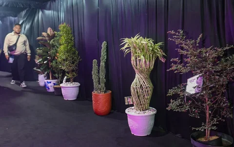 Deretan bibit pohon terlihat memenuhi area perayaan HUT ke-31 Indosiar di Studio 6 Emtek City, Daan Mogot, Jakarta Barat, Minggu (11/01/2026).