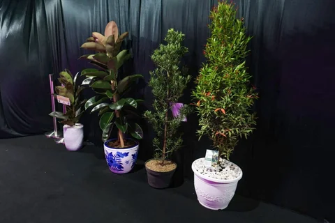 Deretan bibit pohon terlihat memenuhi area perayaan HUT ke-31 Indosiar di Studio 6 Emtek City, Daan Mogot, Jakarta Barat, Minggu (11/01/2026).