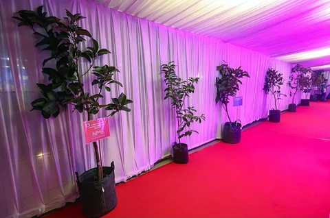 Deretan bibit pohon terlihat memenuhi area perayaan HUT ke-31 Indosiar di Studio 6 Emtek City, Daan Mogot, Jakarta Barat, Minggu (11/01/2026).