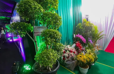 Deretan bibit pohon terlihat memenuhi area perayaan HUT ke-31 Indosiar di Studio 6 Emtek City, Daan Mogot, Jakarta Barat, Minggu (11/01/2026).