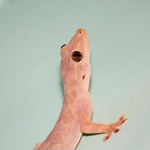 Ilustrasi cicak atau Hemidactylus frenatus (Wikimedia Commons)