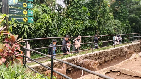 Masa Depan Bandung Zoo, Begini Tanggapan Karyawan dan Pengunjung