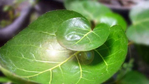 Daun Mangkokan | via: jurnalasia.com