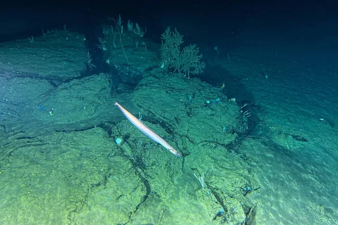 Seekor belut berenang di kedalaman 900 meter di laut lepas Pulau Sulawesi, Indonesia. Sebuah kapal selam berkubah tenggelam di bawah ombak di lepas pantai Indonesia, Jumat (09/01/2026).