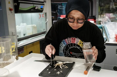 Peneliti  Badan Riset dan Inovasi Nasional (BRIN) sedang mengatur spesimen laut dalam yang dikumpulkan oleh kapal selam di kapal OceanXplorer, sebuah kapal penelitian yang dioperasikan oleh organisasi nirlaba kelautan OceanX, di perairan lepas pantai pulau Sulawesi, Sabtu (10/01/2026).