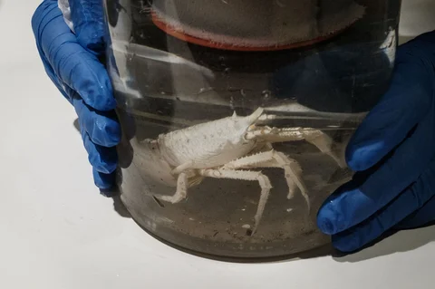 Spesimen laut dalam yang dikumpulkan oleh kendaraan yang dioperasikan dari jarak jauh (ROV) di kapal  OceanXplorer, sebuah kapal penelitian yang dioperasikan oleh organisasi nirlaba kelautan OceanX, di perairan lepas pantai pulau Sulawesi, Sabtu (10/01/2026).