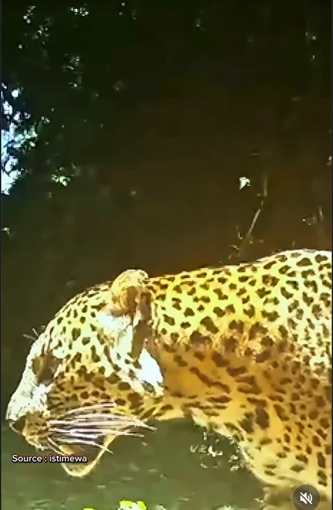 Macan Tutul Pincang dan Pemburu Bersenjata