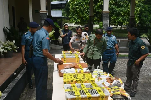 Aksi Prajurit TNI AL Gagalkan Penyelundupan Kulit Ular dan Puluhan Kura-kura
