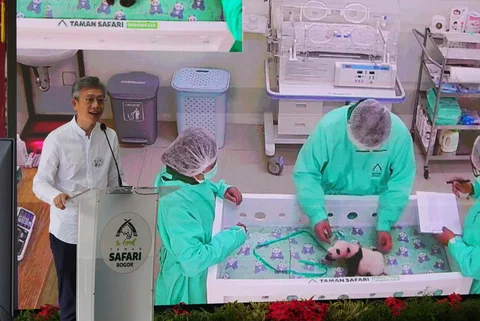 Duta Besar China untuk Indonesia Wang Luton  berbicara di depan video yang menampilkan staf merawat Satrio Wiratama, anak panda raksasa pertama yang lahir di Indonesia, yang ditampilkan di layar saat konpers  di Taman Safari Indonesia, Cisarua, Bogor, Selasa (06/01/2026).