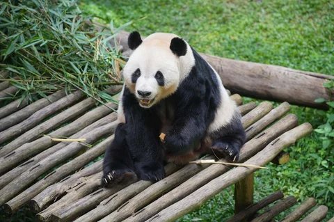 Cai Tao, panda raksasa berusia 15 tahun yang merupakan ayah dari Satrio Wiratama, anak panda pertama yang lahir di Indonesia, terlihat berada di dalam kandangnya di Taman Safari Indonesia, Bogor, Jawa Barat, Selasa (06/01/2026).