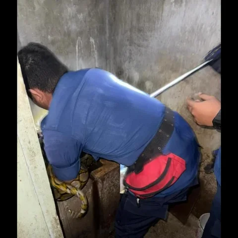 Merinding! Ular Jatuh dari Plafon ke Bak Mandi Warga, Damkar Bagikan 4 Tips Ampuh Cegah Teror Reptil di Rumah