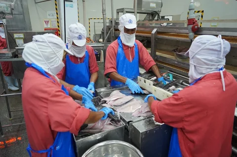 Proses pengolahan ikan di salah satu Unit Pengolahan Ikan (UPI) fillet ikan yang produknya diekspor ke luar negeri.
