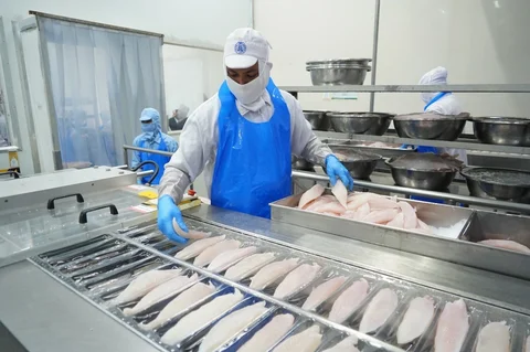 Proses pengolahan ikan di salah satu Unit Pengolahan Ikan (UPI) fillet ikan yang produknya diekspor ke luar negeri.