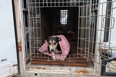 Anjing yang terluka setelah tempat penampungan anjing liar hancur akibat serangan udara Rusia di Zaporizhzhia, Ukraina, Jumat (06/02/2026).