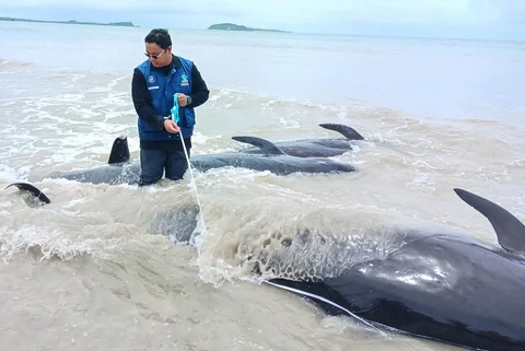 Petugas dari Kementerian Kelautan dan Perikanan Indonesia memeriksa kondisi paus pilot yang terdampar, baik yang hidup maupun yang mati, di Pantai Mbadokai di Deranitan, Nusa Tenggara Timur, Selasa (10/03/2026).