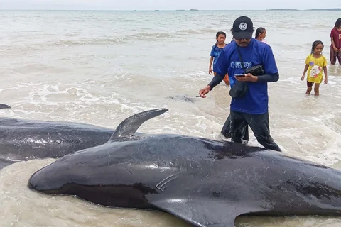Petugas dari Kementerian Kelautan dan Perikanan Indonesia memeriksa kondisi paus pilot yang terdampar, baik yang hidup maupun yang mati, di Pantai Mbadokai di Deranitan, Nusa Tenggara Timur, Selasa (10/03/2026).