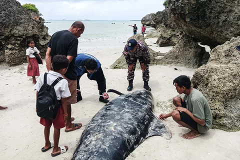 Petugas dari Kementerian Kelautan dan Perikanan Indonesia memeriksa kondisi paus pilot yang terdampar, baik yang hidup maupun yang mati, di Pantai Mbadokai di Deranitan, Nusa Tenggara Timur, Selasa (10/03/2026).