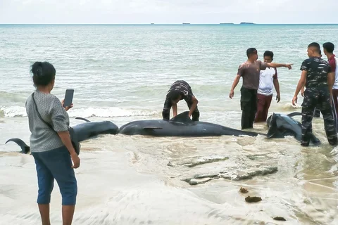 Petugas POLRI berupaya menyelamatkan paus pilot yang terdampar di Pantai Mbadokai di Deranitan, Nusa Tenggara Timur, Selasa (10/03/2026).<br />Jadilah penulis dengan tulisan yang netral dan layak tampil di media