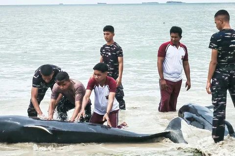 Petugas POLRI berupaya menyelamatkan paus pilot yang terdampar di Pantai Mbadokai di Deranitan, Nusa Tenggara Timur, Selasa (10/03/2026).<br />Jadilah penulis dengan tulisan yang netral dan layak tampil di media