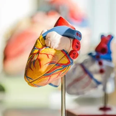 Jantung sehat kolesterol juga aman (Foto: Unsplash.com/jesse orrico)