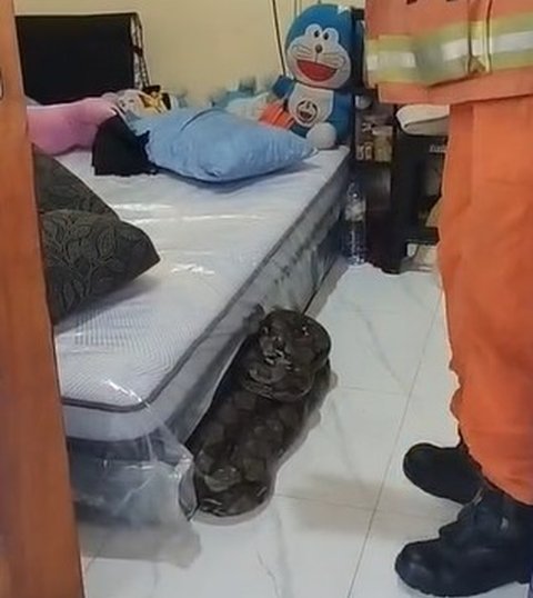 Ibu Ini Tidur Berdampingan dengan Ular Piton 3,5 Meter Tanpa Disadari