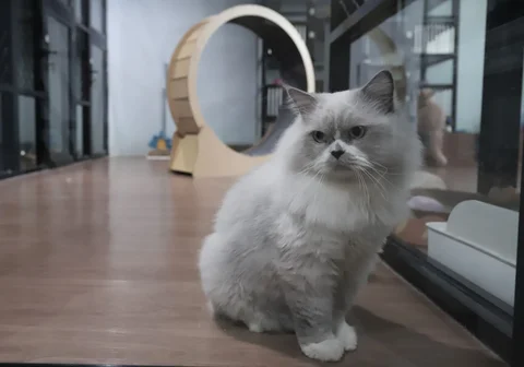 Kucing peliharaan yang menginap di Miru Pet Hotel, Jakarta Pusat, Kamis (19/03/2026).