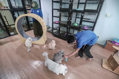 Karyawan bermain dengan kucing peliharaan yang menginap di Miru Pet Hotel, Jakarta Pusat, Kamis (19/03/2026).