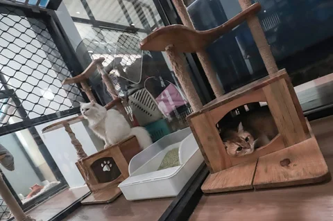 Kucing peliharaan yang menginap di Miru Pet Hotel, Jakarta Pusat, Kamis (19/03/2026).
