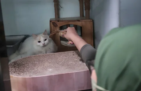 Karyawan bermain dengan kucing peliharaan yang menginap di Miru Pet Hotel, Jakarta Pusat, Kamis (19/03/2026).