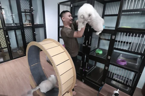 Karyawan bermain dengan kucing peliharaan yang menginap di Miru Pet Hotel, Jakarta Pusat, Kamis (19/03/2026).