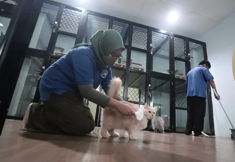 Karyawan membersihkan kucing peliharaan yang menginap di Miru Pet Hotel, Jakarta Pusat, Kamis (19/03/2026).