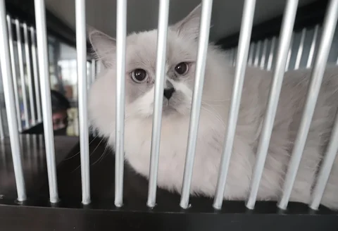 Karyawan bermain dengan kucing peliharaan yang menginap di Miru Pet Hotel, Jakarta Pusat, Kamis (19/03/2026).