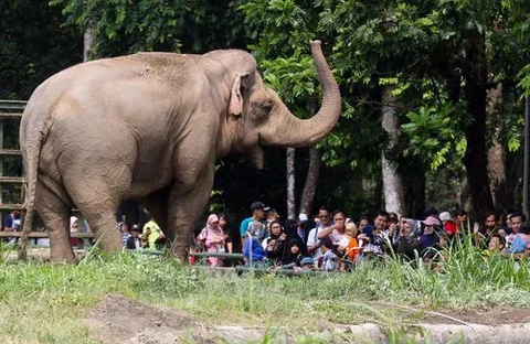 Pengunjung melihat gajah saat berwisata di Taman Margasatwa Ragunan, Jakarta, Senin (25/12/2023). Taman Margasatwa Ragunan menjadi tempat wisata alternatif bagi masyarakat Jakarta-Bogor-Depok