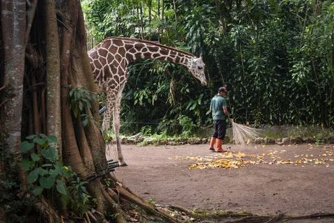 Seekor jerapah berjalan di dekat seorang pekerja yang membersihkan area Kebun Binatang Bandung di Bandung, Jawa Barat, Kamis (26/03/2026).